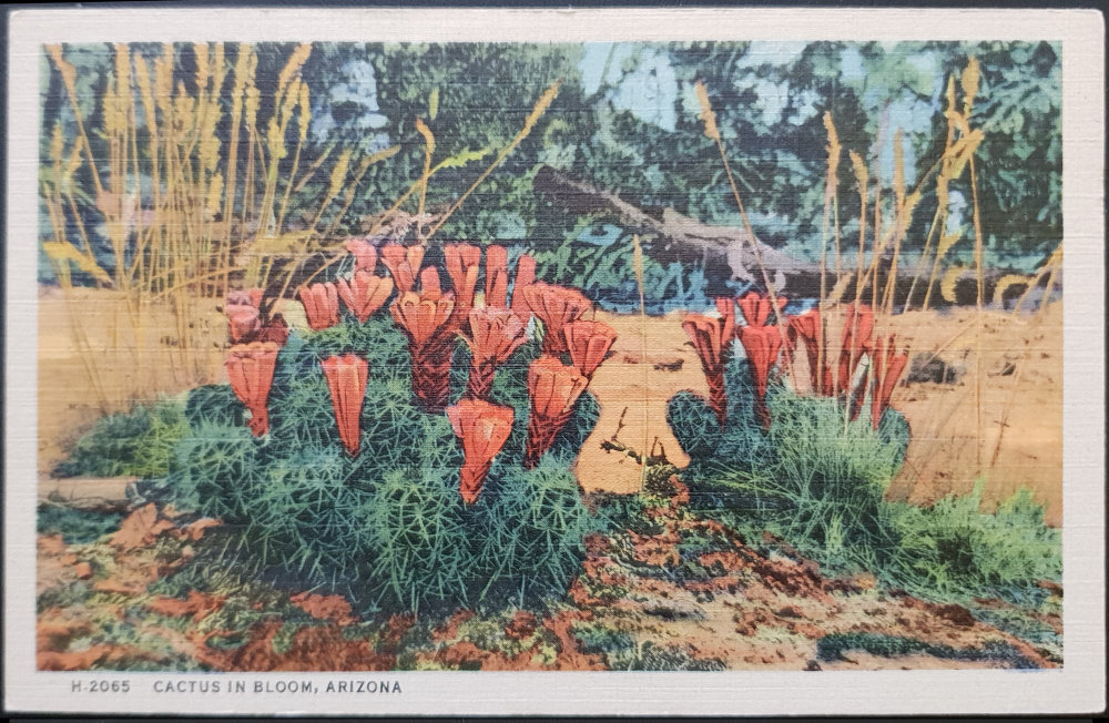 (image for) postcard USA - AZ - Arizona #0002